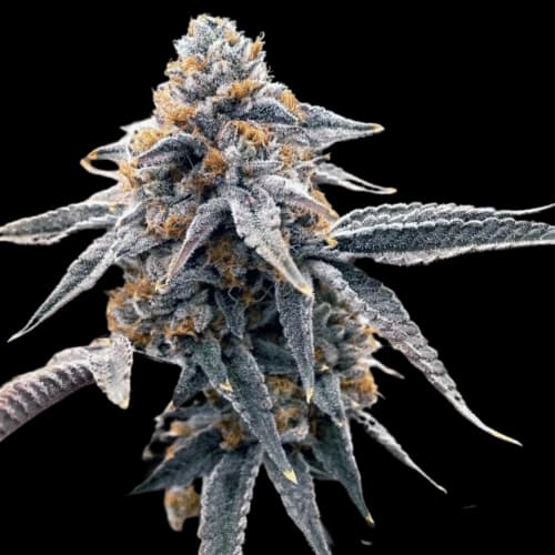 Dondurma Gelato Samen > Elev8 Seeds | Feminisierte Hanfsamen  |  Indica